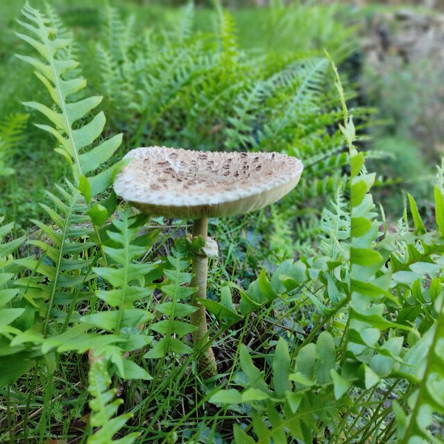 cogumelos_foto_propria